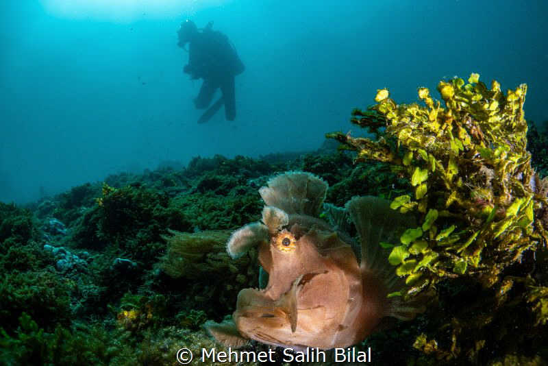 Searching for the rhinopias. by Mehmet Salih Bilal 