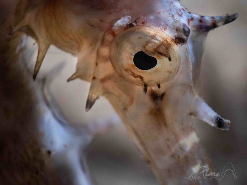 see-horse by Marc Van Den Broeck 