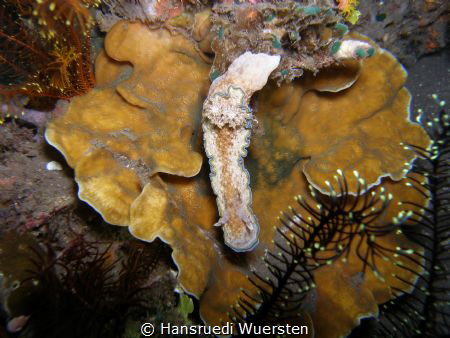 Nudibranch by Hansruedi Wuersten 