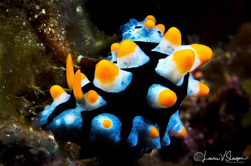 Phyllidia picta/Photographed with a Canon 60 mm macro len... by Laurie Slawson 