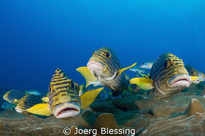 Oriental Sweetlip gang by Joerg Blessing 