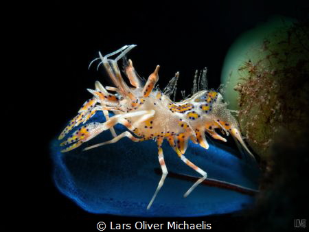 tiger Shrimp - Lembeh Strait by Lars Oliver Michaelis 