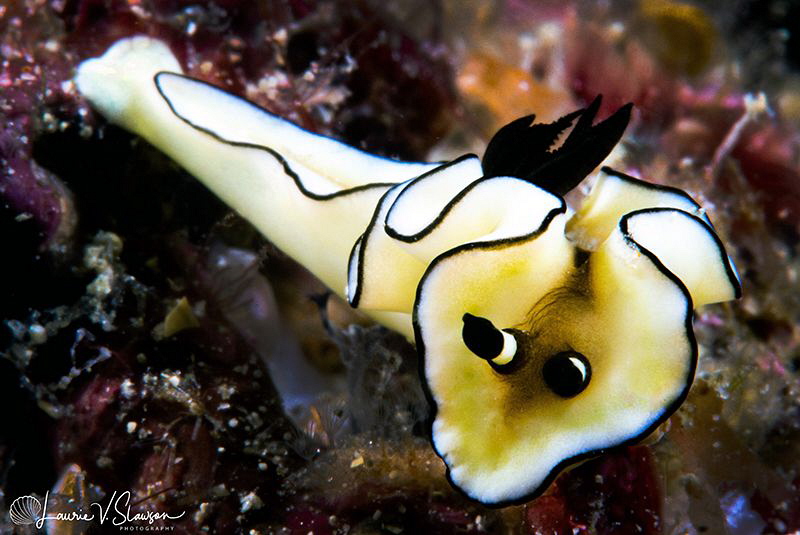 Doriprismatica atromarginata/Photographed with a Canon 60... by Laurie Slawson 