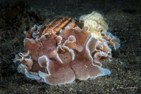 Hydatina physis , Caracol Burbuja ou escargot à bulle ! by Claude Lespagne 