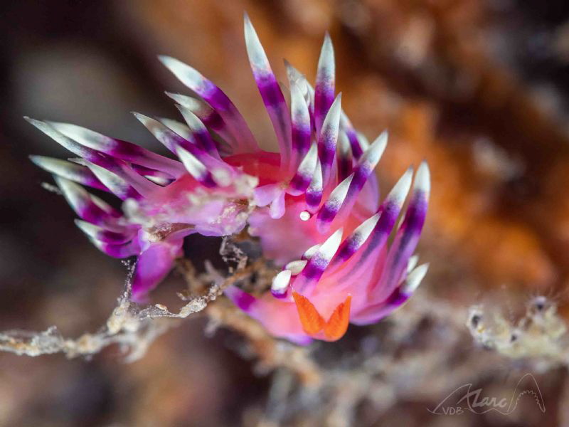 spines by Marc Van Den Broeck 