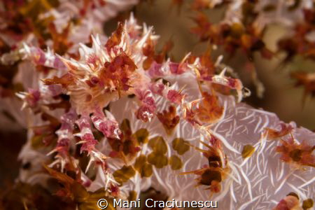 Soft coral crab (Hoplophrys oatesii) taken in Cebu Philip... by Mani Craciunescu 