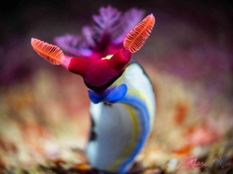 dressed up by Marc Van Den Broeck 