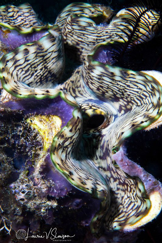 Giant Clam/Photographed with a Canon 60 mm macro lens at ... by Laurie Slawson 