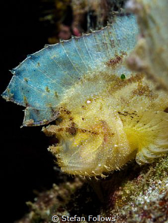 Lost and Found

Leaf Scorpionfish - Taenianotus triacan... by Stefan Follows 