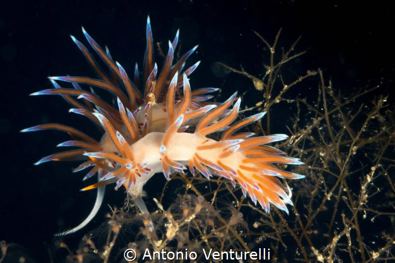 Cratena Peregrina photographed with lens 60 mm by Antonio Venturelli 