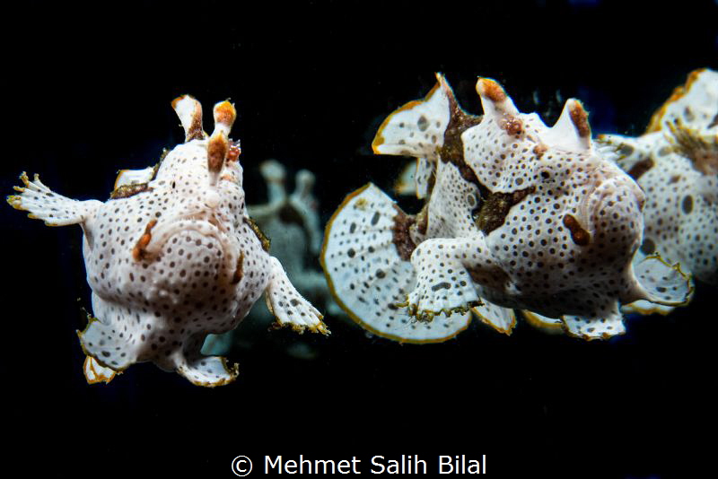 Painted frogfish(Single). by Mehmet Salih Bilal 