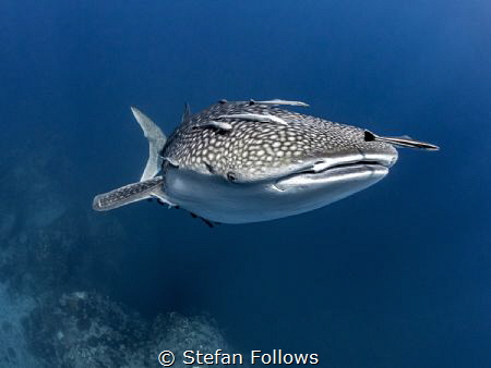 Suspension

Whale Shark - Rhincodon typus

Sail Rock,... by Stefan Follows 