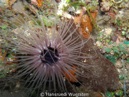 Tube Anemone - Cerianthus filiformis and Squat Shrimps by Hansruedi Wuersten 