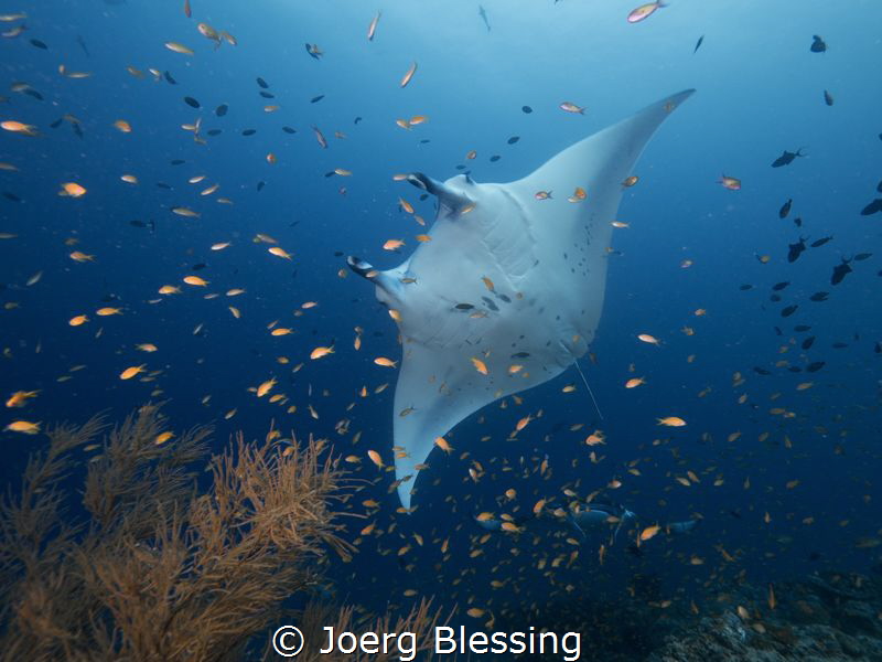 Anthias and Manta by Joerg Blessing 