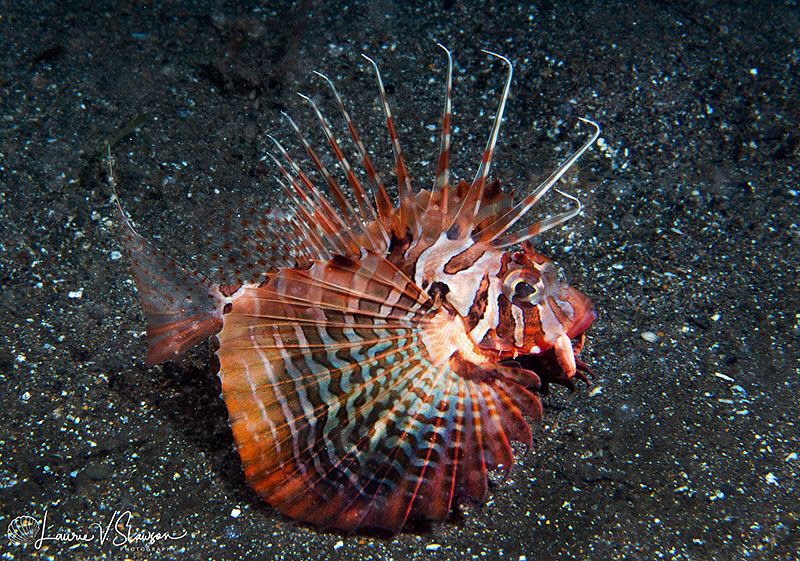 Lionfish/Photographed with a Canon 60 mm macro lens at An... by Laurie Slawson 