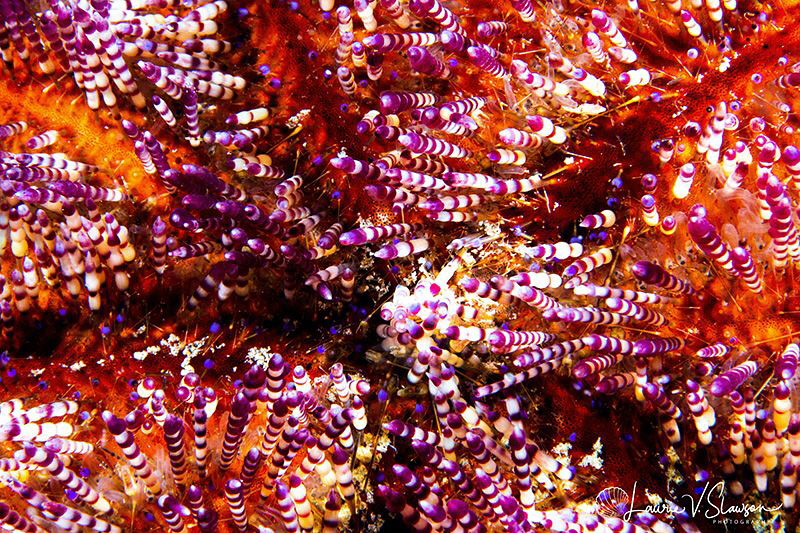 Variable fire urchin/Photographed with a Canon 60 mm macr... by Laurie Slawson 