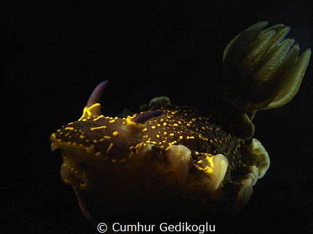 Felimare picta
Gills was backlighted
Rhinophores was sn... by Cumhur Gedikoglu 