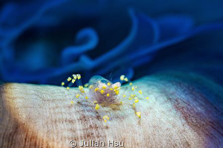 Pliopontonia furtiva by Julian Hsu 