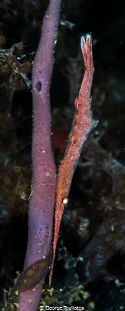 Shrimpy by George Touliatos 