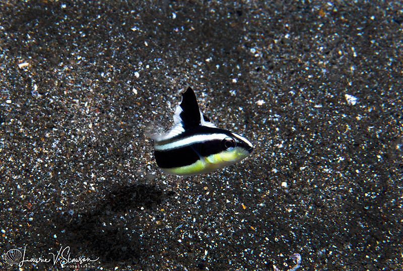 Silver Sweetlips/Photographed with a Canon 60 mm macro le... by Laurie Slawson 