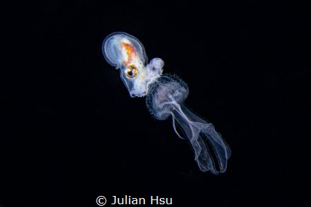 Paper nautilus riding on jellyfish by Julian Hsu 