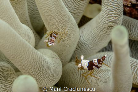 Anemone shrimps, bonaire by Mani Craciunescu 