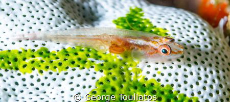 Goby with parasite by George Touliatos 