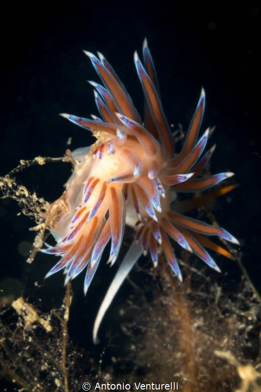 Nudibranch ( Cratena Peregrina) in the Mediterranean Sea.... by Antonio Venturelli 