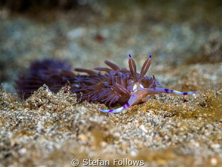 Worzel

Nudibranch, Pteraeolidia Ianthina

Bali, Indo... by Stefan Follows 