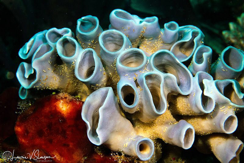 Coral/Photographed with a Canon 60 mm macro lens at Alor,... by Laurie Slawson 