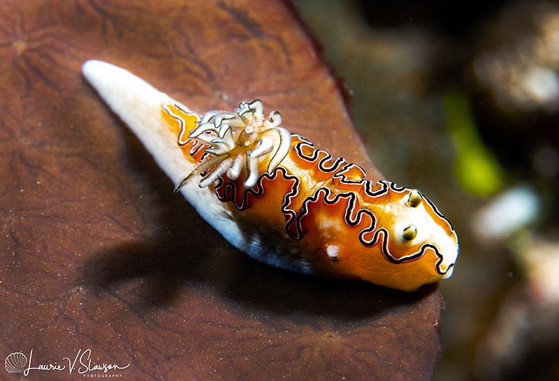 Doriprismatica balut/Photographed with a Canon 60 mm macr... by Laurie Slawson 