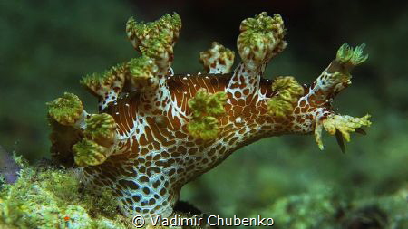 nudibranch 1 by Vladimir Chubenko 