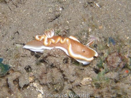 Hypselodoris bullockii ? by Hansruedi Wuersten 