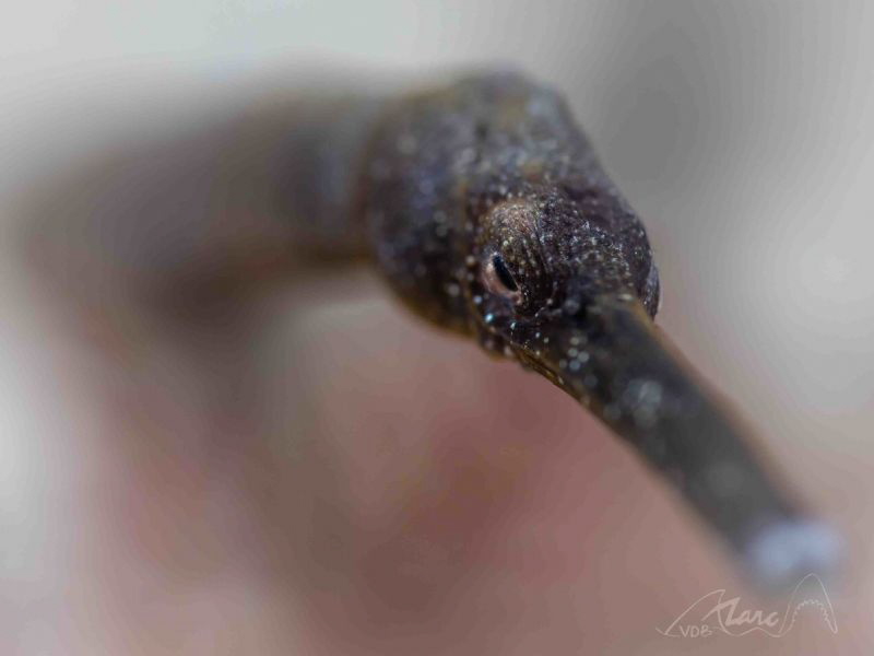 pipe by Marc Van Den Broeck 