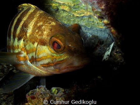 Serranus cabrilla by Cumhur Gedikoglu 