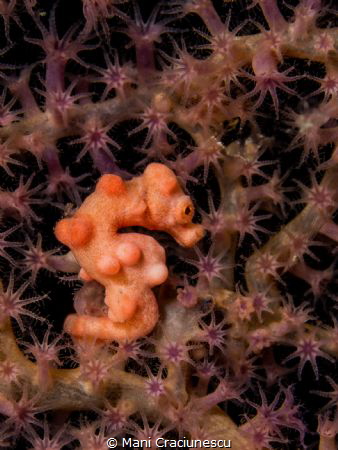 pygmy seahorse
 by Mani Craciunescu 