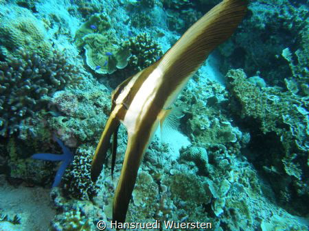 Pinnate Batfish pre-adult - Platax pinnatus by Hansruedi Wuersten 