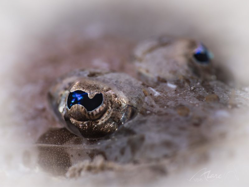 crocs eye by Marc Van Den Broeck 