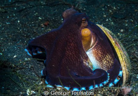 Coconut Octopus!!! by George Touliatos 