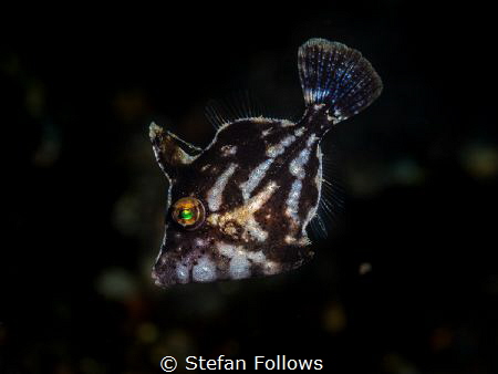 Passerby

Biota's Bristletail Filefish - Acreichthys to... by Stefan Follows 