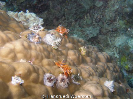 X-mas Feather Duster Worms  - Spirobranchus gardineri by Hansruedi Wuersten 