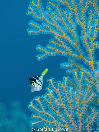 par·a·noid

Black Saddled Toby - Canthigaster Valentini... by Stefan Follows 