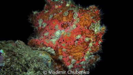 frog fish by Vladimir Chubenko 
