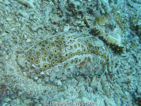 Leopard Seacucumber  Cuvierian Threads are released when ... by Hansruedi Wuersten 