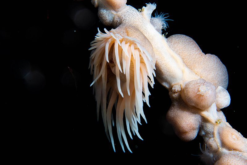 Sea Anemone/Photographed with a Canon 60 mm macro lens at... by Laurie Slawson 