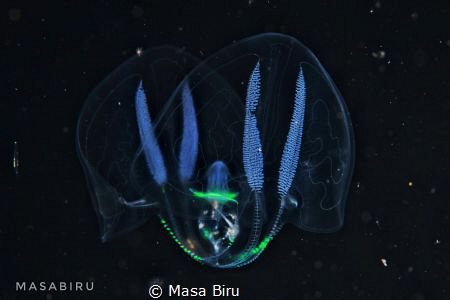 jelly fish by Masa Biru 