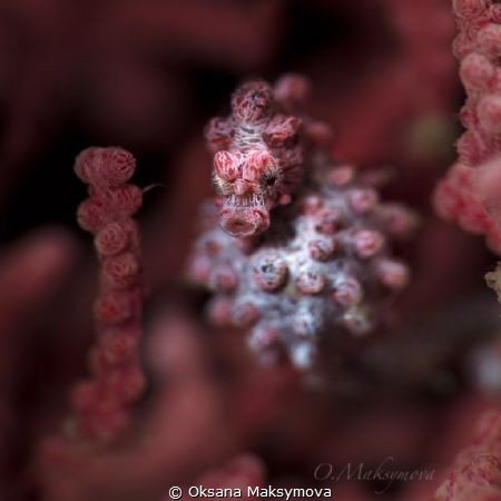 Pygmy seahorse by Oksana Maksymova 