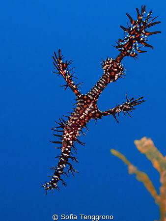 The Ghost - Solenostomus paradoxus by Sofia Tenggrono 
