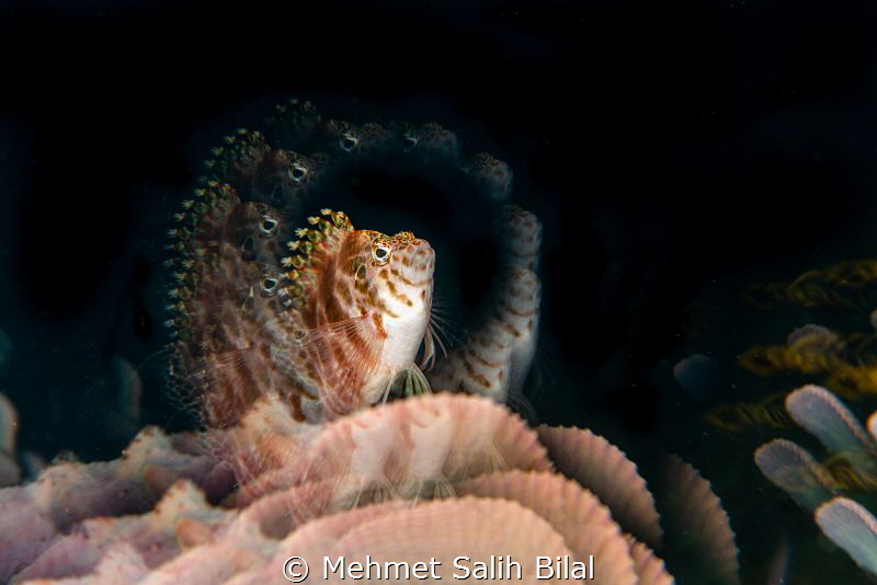 Dwarf hawkfish. by Mehmet Salih Bilal 