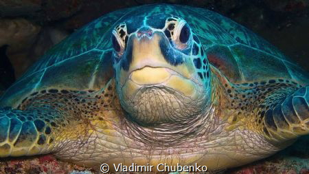 Sleeping turtle by Vladimir Chubenko 